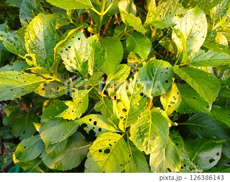 アジサイの葉を穴だらけにするアジサイハバチの幼虫 害虫被害 アジサイの葉を穴だらけにするアジサイハバチの幼虫 害虫被害 126386143