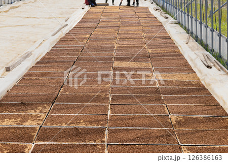 稲作プール育苗種まき　苗箱並べ 126386163