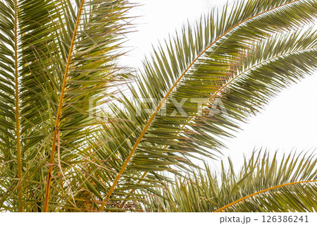 palm tropical green tree leaves on white background outdoor palm tropical green tree leaves on white background outdoor 126386241
