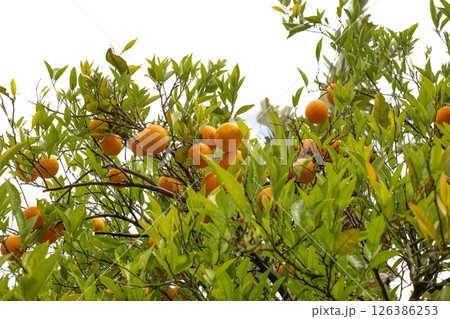 Orange garden with ripe oranges on tree branches. Beautiful orange trees growing outdoors Orange garden with ripe oranges on tree branches. Beautiful orange trees growing outdoors 126386253