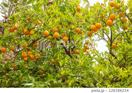 Orange garden with ripe oranges on tree branches. Beautiful orange trees growing outdoors Orange garden with ripe oranges on tree branches. Beautiful orange trees growing outdoors 126386254