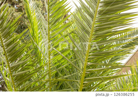 palm tropical green tree leaves on white background outdoor palm tropical green tree leaves on white background outdoor 126386255