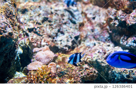Vibrant tropical fish species swimming among colorful coral formations in crystal clear aquarium water showcasing marine biodiversity for nature enthusiasts. Designed for marine conservation education Vibrant tropical fish species swimming among colorful coral formations in crystal clear aquarium water showcasing marine biodiversity for nature enthusiasts. Designed for marine conservation education 126386401
