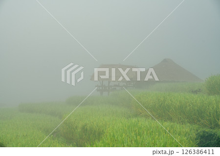 Serene morning fog blankets lush green rice fields and traditional hut in rural countryside. Sustainable agriculture and peaceful of nature. Sustainable farming. Tranquil beauty of countryside life. 126386411
