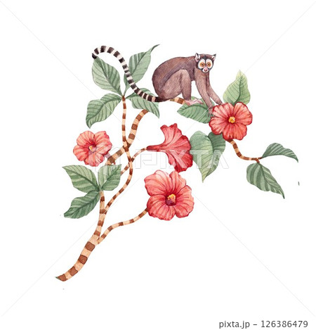 Tropical illustration with Lemur with Hibiscus Flowers and Striped Jungle Branch 126386479