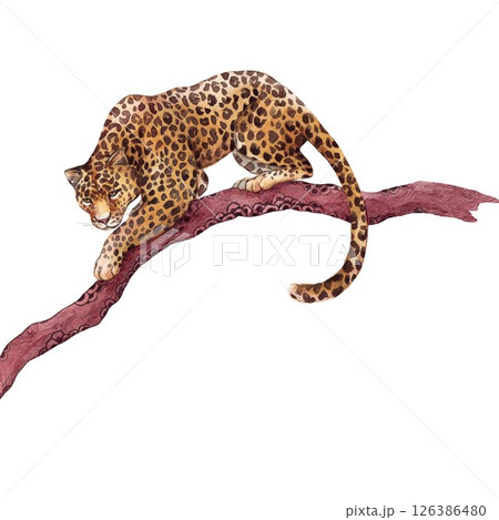 Leopard on Tree Branch Watercolor, Handmade clip art illustration 126386480