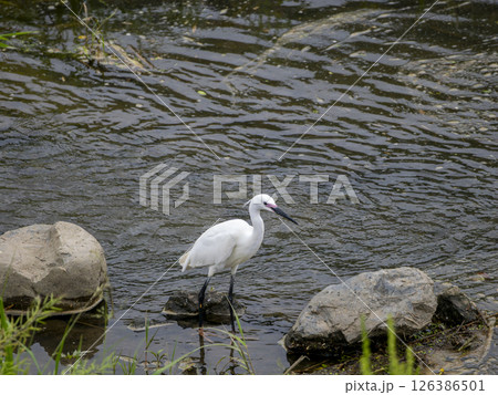 ピンク色の婚姻色に変色したコサギ 126386501