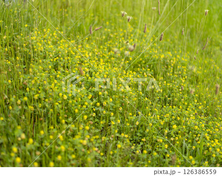 河川敷に咲いたコメツブツメクサの花 河川敷に咲いたコメツブツメクサの花 126386559