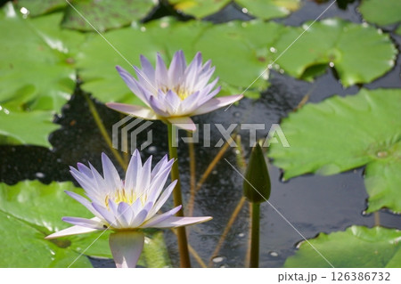 薄紫のハスの花 薄紫のハスの花 126386732