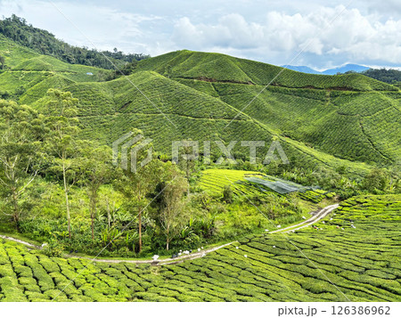 高原の茶畑　マレーシアのキャメロンハイランド 126386962