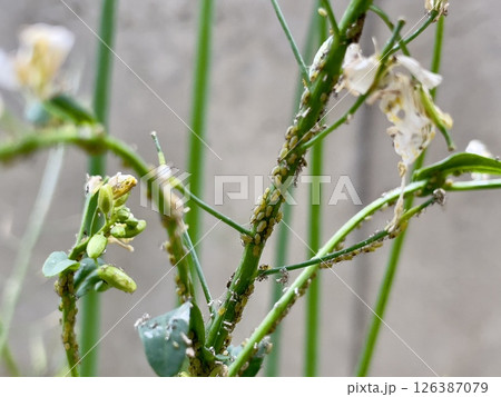小松菜の葉や花につくアブラムシのアップ 126387079