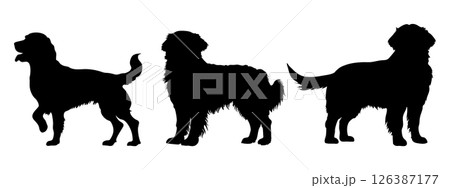 Golden retriever in different poses. Dog breed silhouette. Vector 126387177