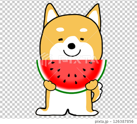 Shiba Inu smiling happily while holding a watermelon in his hands 126387856
