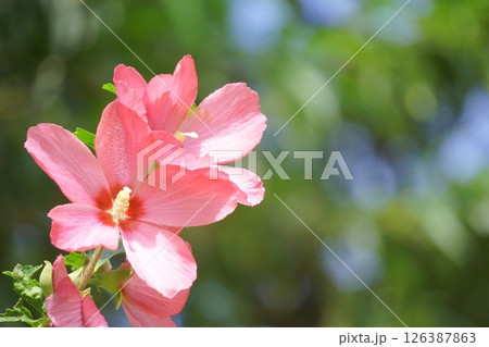 ピンクの花 ムクゲの花 ピンクの花 ムクゲの花 126387863