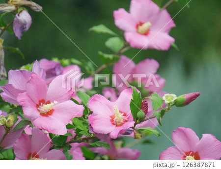 ピンクのムクゲの花 ピンクのムクゲの花 126387871