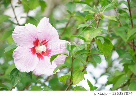 薄ピンクのムクゲの花 薄ピンクのムクゲの花 126387874