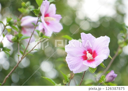ハイビスカスに似た花　ピンクのムクゲ 126387875