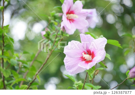 ハイビスカスに似たピンクのムクゲの花 126387877