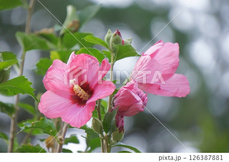 ピンク色のムクゲの花 ピンク色のムクゲの花 126387881