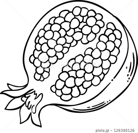 Pomegranate Fruit Outline Illustration. Organic natural nutritional healthy food ingredient, vegetarian diet product. 126388126