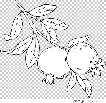 Pomegranate Branch with Fruits and Leaves Outline Illustration. Organic natural nutritional healthy food ingredient, vegetarian diet product. 126388135