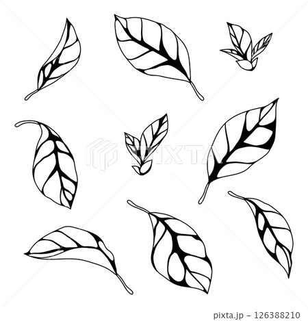 Set of leaves. Spring or summer stylized foliage. 126388210