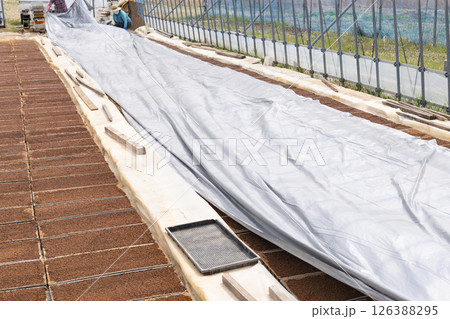 稲作プール育苗種まきビニールかけ作業 126388295