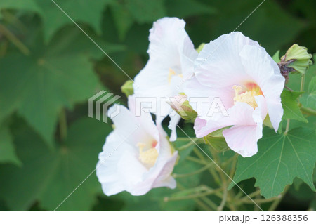 白からピンクに染まりゆくスイフヨウ 126388356