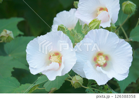 白い花 スイフヨウの花 白い花 スイフヨウの花 126388358
