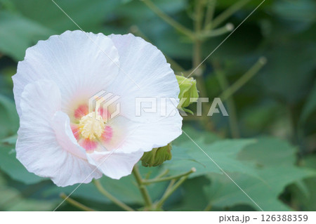 白いスイフヨウ 白いスイフヨウ 126388359