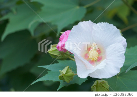 白い花 スイフヨウの花 白い花 スイフヨウの花 126388360