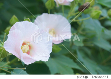色が変わる花　白いスイフヨウの花 126388361