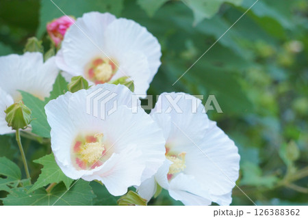 白い花 スイフヨウの花 白い花 スイフヨウの花 126388362