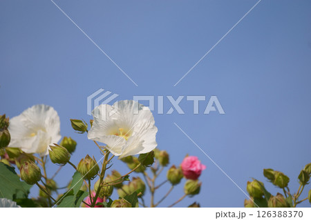 青空に映える白いスイフヨウの花 青空に映える白いスイフヨウの花 126388370