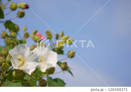 白い花　スイフヨウの花 126388371