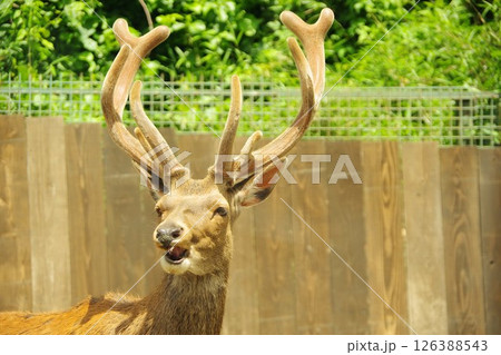 那須サファリパークのアカシカ 126388543