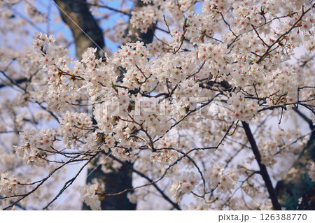 Blooming Cherry Blossom Tree Against a Clear Blue Sky 126388770