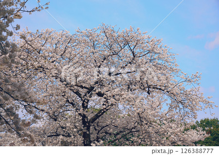 Cherry Blossom Tree in Full Bloom Under Clear Blue Cherry Blossom Tree in Full Bloom Under Clear Blue 126388777