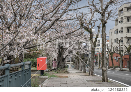 March 28 2025 Cherry Blossom Trees Along Urban Street with Red Mailbox Visible 126388823