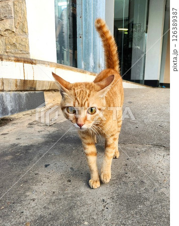 ラオス:カメラに興味津々な茶トラ猫が接近中 ラオス:カメラに興味津々な茶トラ猫が接近中 126389387