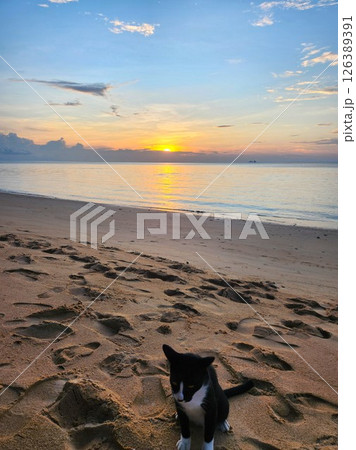 マレーシア：ティオマン島の夕焼けと砂浜にたたずむ猫 126389391