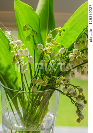 Beautiful lily of the valley flowers in a glass vase with lush green leaves surrounding them. High quality photo Beautiful lily of the valley flowers in a glass vase with lush green leaves surrounding them. High quality photo 126389527