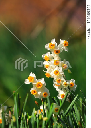 春の公園に咲くスイセンの花 春の公園に咲くスイセンの花 126389591