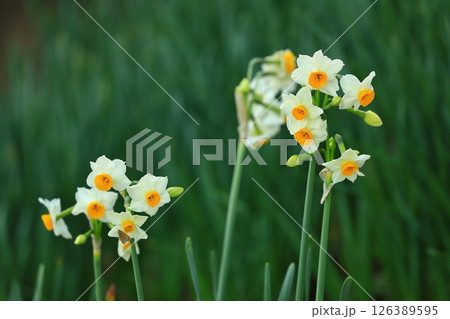 春の公園に咲くスイセンの花 126389595