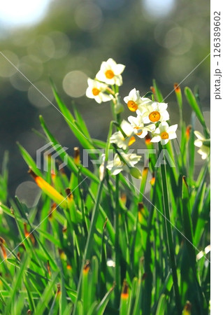 春の公園に咲くスイセンの花 126389602