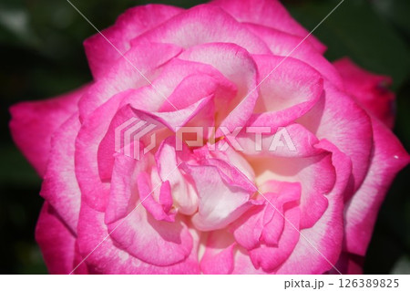 ピンク色の満開に咲く美しく魅力的な薔薇 クローズアップ ピンク色の満開に咲く美しく魅力的な薔薇 クローズアップ 126389825