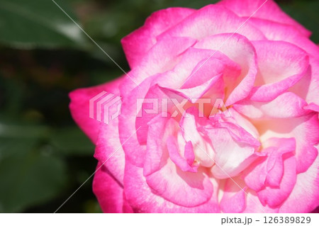 ピンク色の満開に咲く美しく魅力的な薔薇　クローズアップ　 126389829