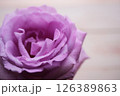 雨に濡れたバラの花 126389863