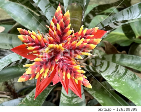 Beautiful orange Bromeliads blooming plants in tropical garden 126389899