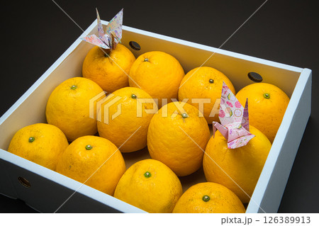 甘みと酸味が絶妙においしい宇和ゴールド 126389913